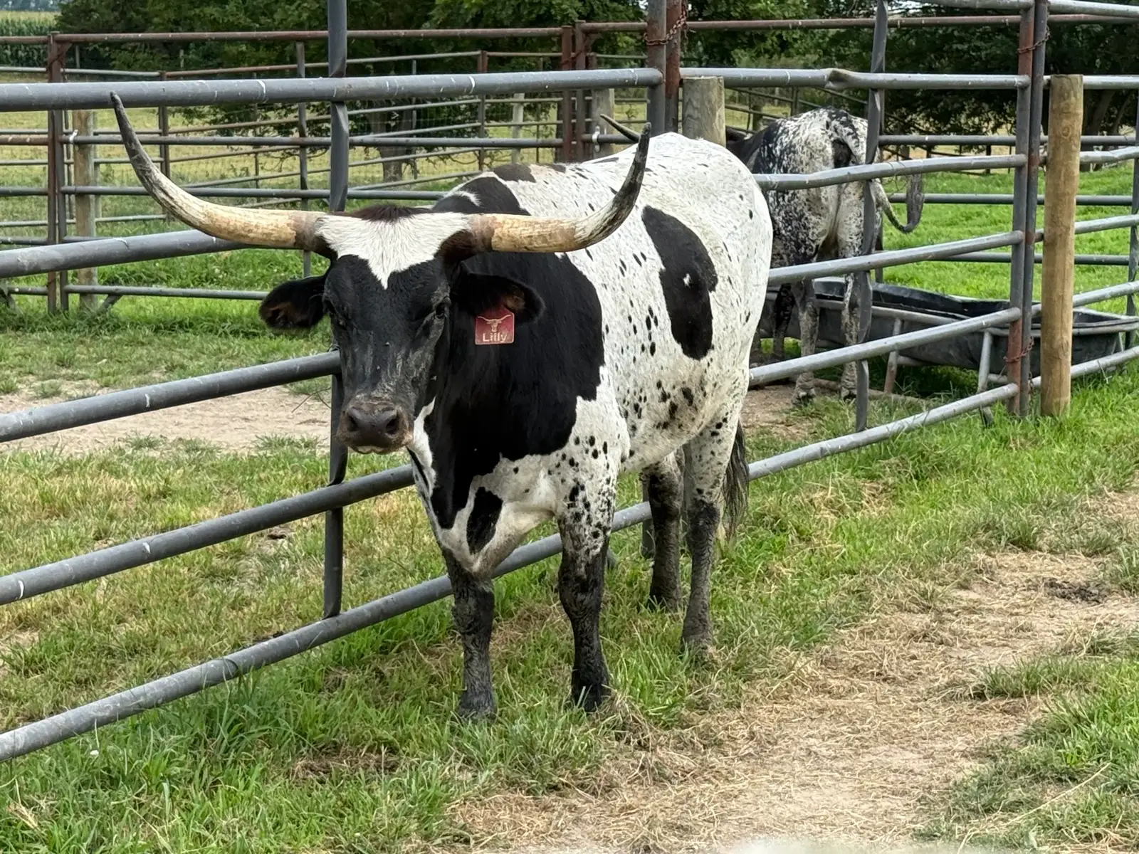 Calves We've Raised at Fun-EE Farm Longhorns