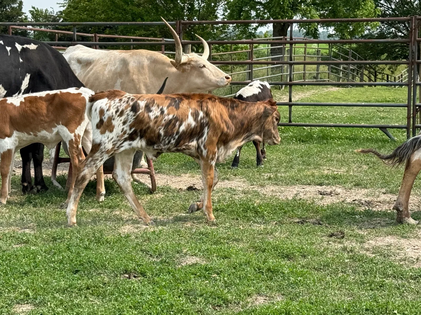 TT Super Tuff Tenacity, a tri-colored Texas Longhorn heifer calf at Fun-EE Farm