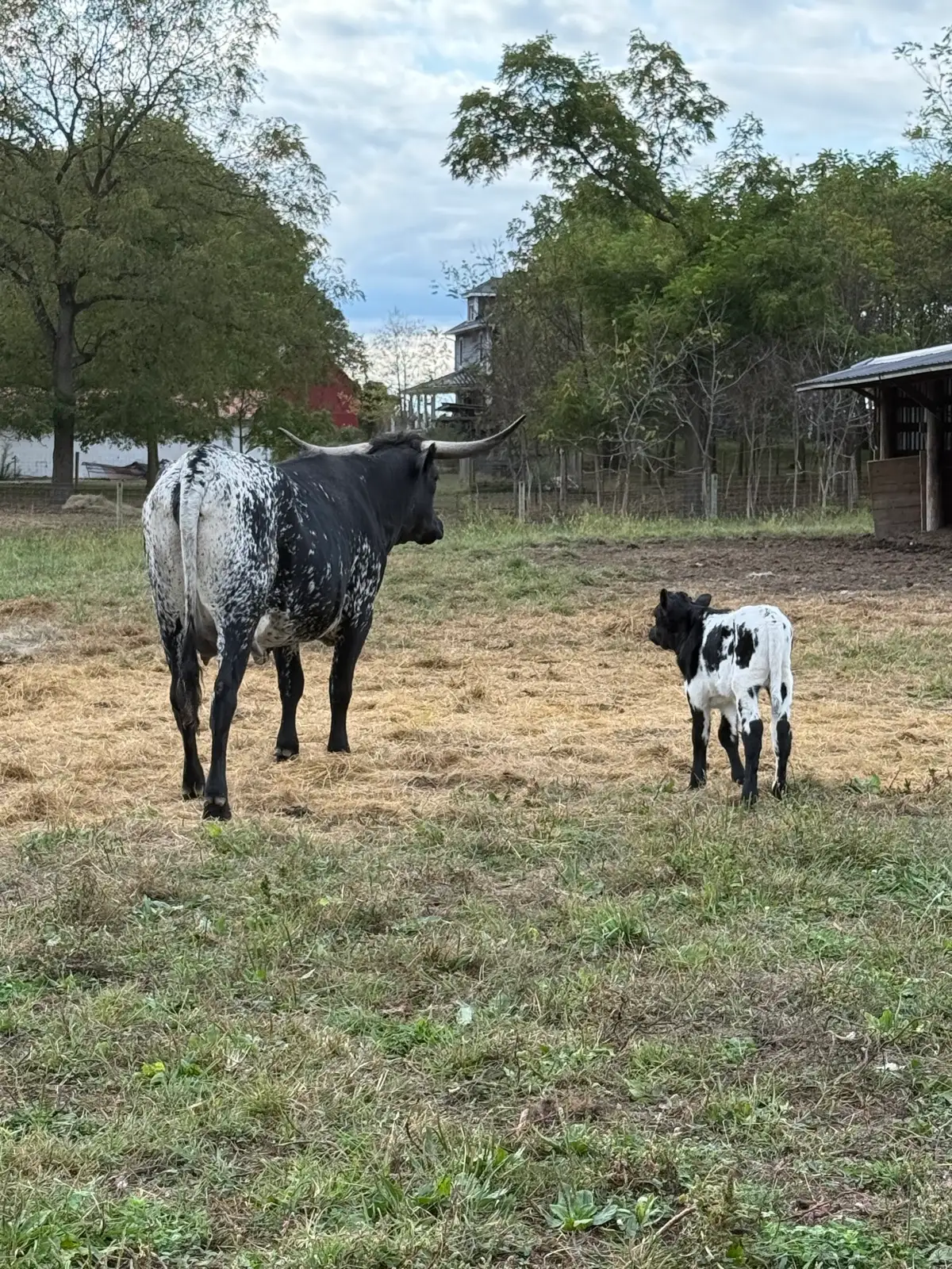 Calves We've Raised at Fun-EE Farm Longhorns