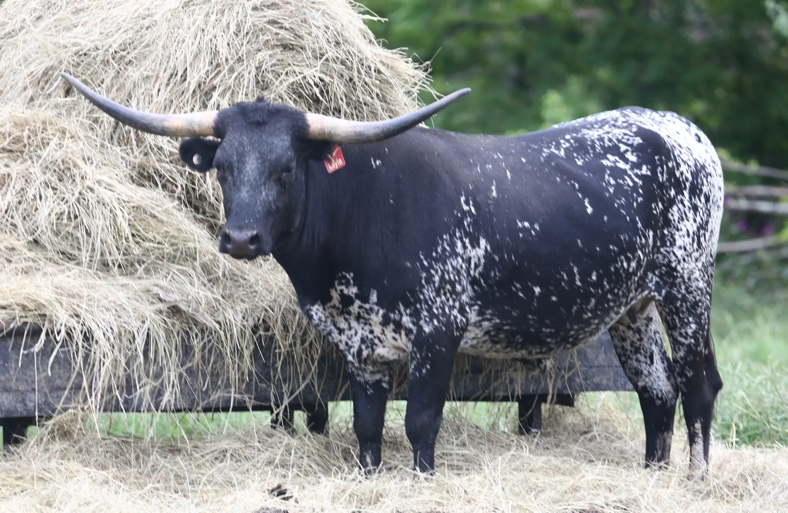 A black-and-white brindle Texas Longhorn cow at Fun-EE Farm