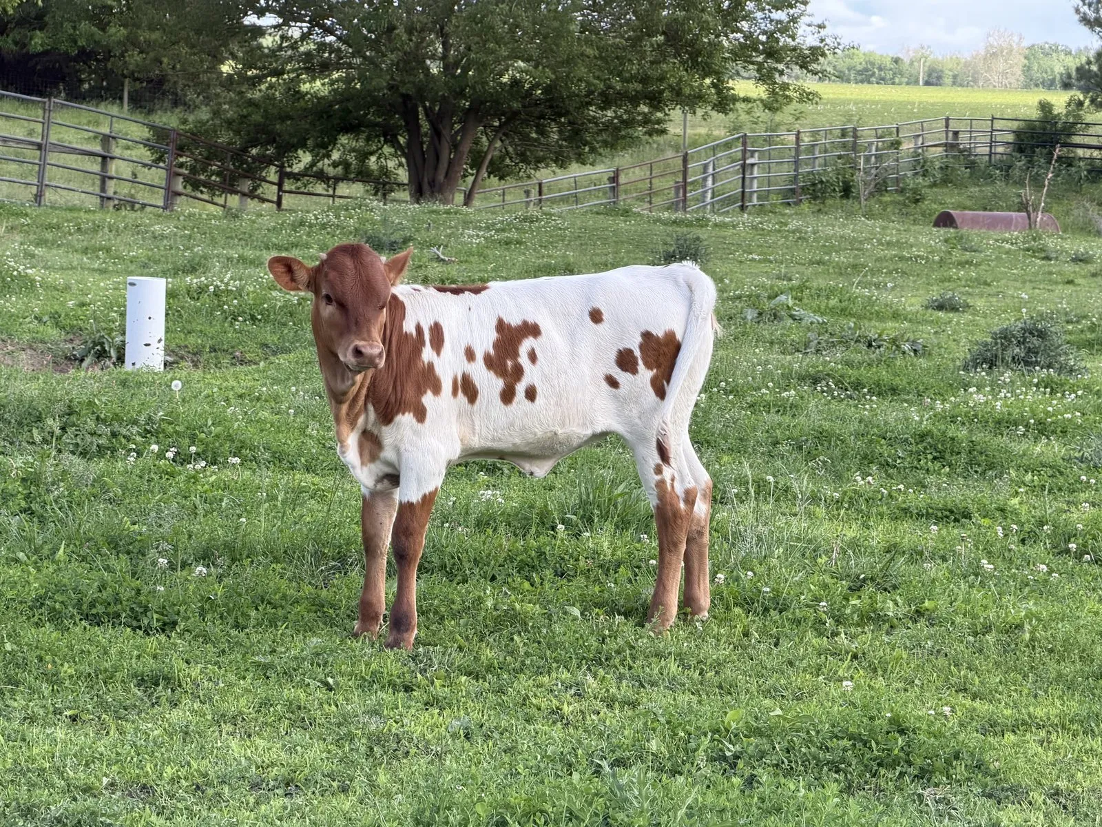 Maeve, a white-and-red Texas Longhorn heifer calf at Fun-EE Farm