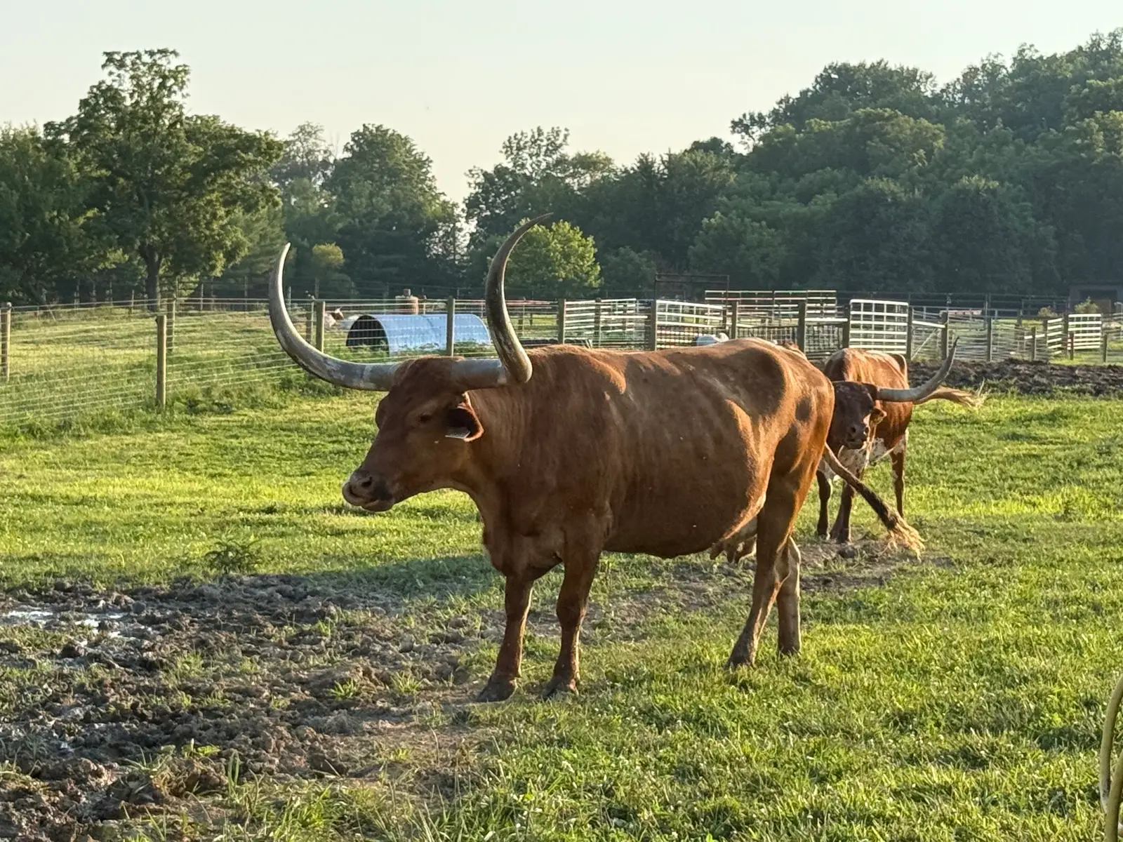Hagens Brenda, a red Texas Longhorn cow with white-spotted hips at Fun-EE Farm