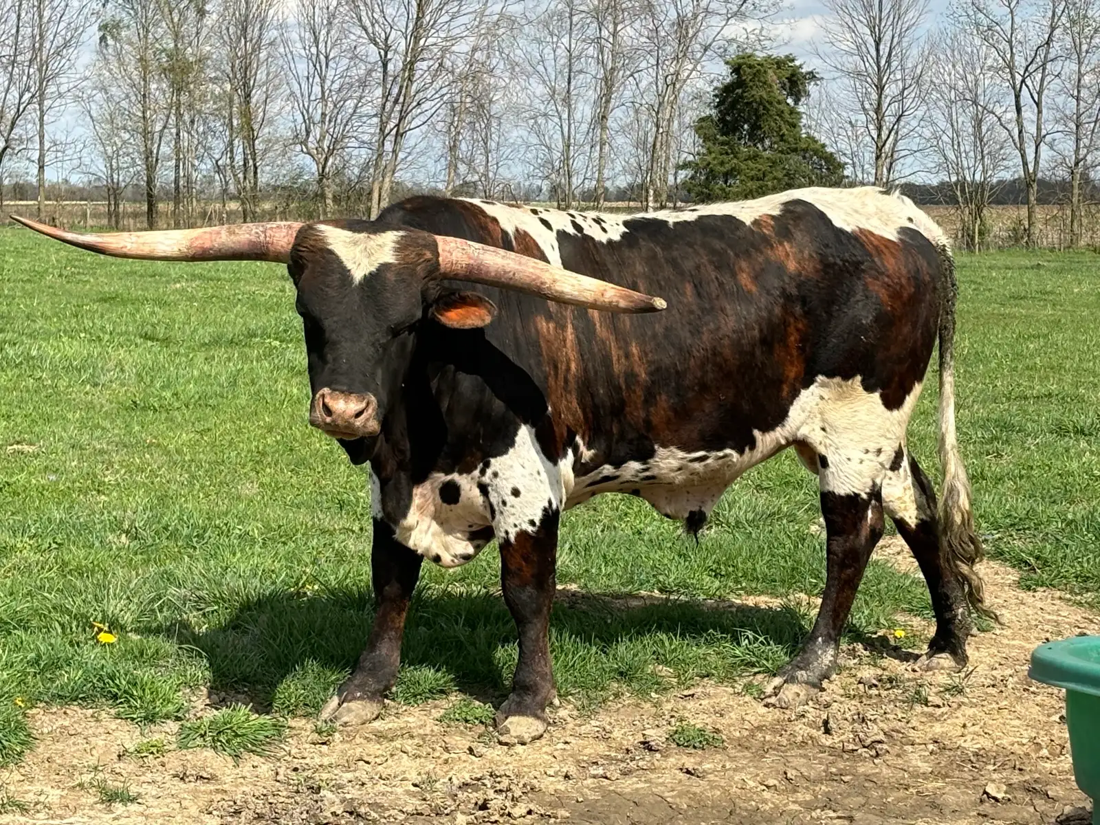 LK Rodeo Tuff Chex (Prince), a brindle-and-white Texas Longhorn herd sire at Fun-EE Farm