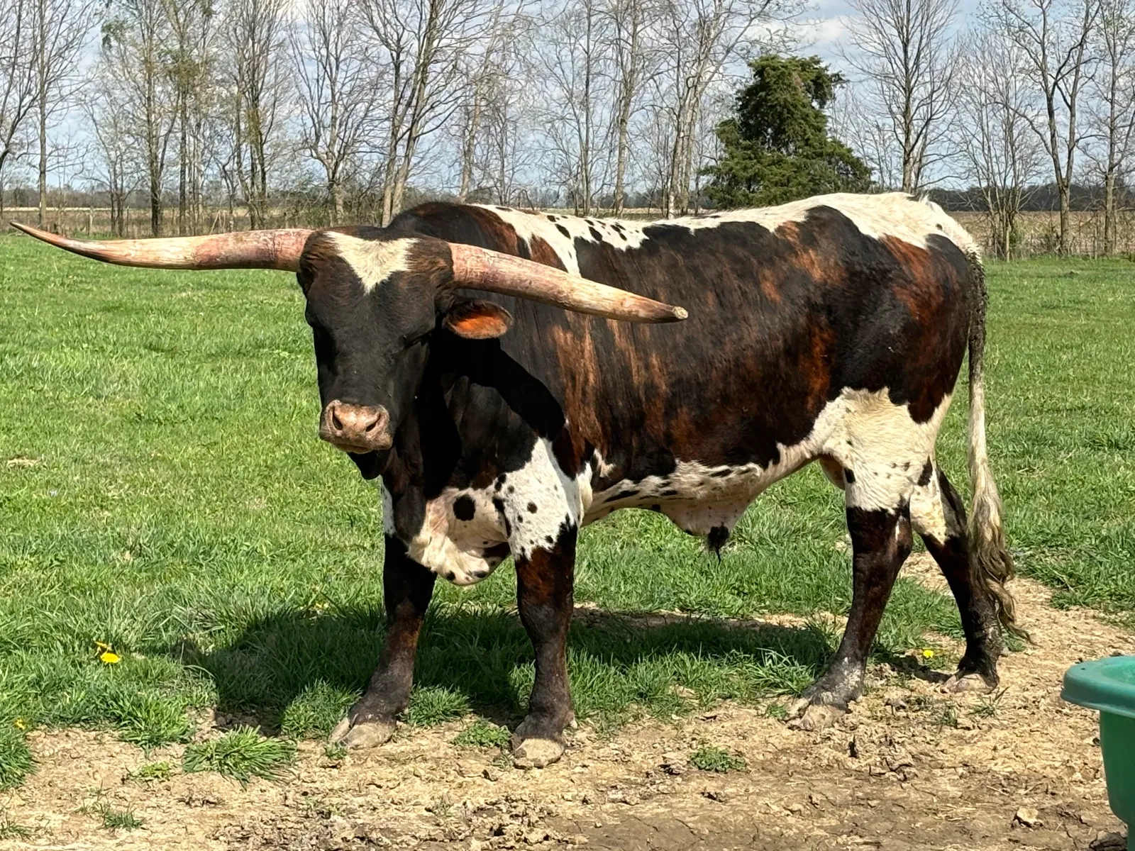 LK Rodeo Tuff Chex (Prince), a brindle-and-white Texas Longhorn herd sire at Fun-EE Farm