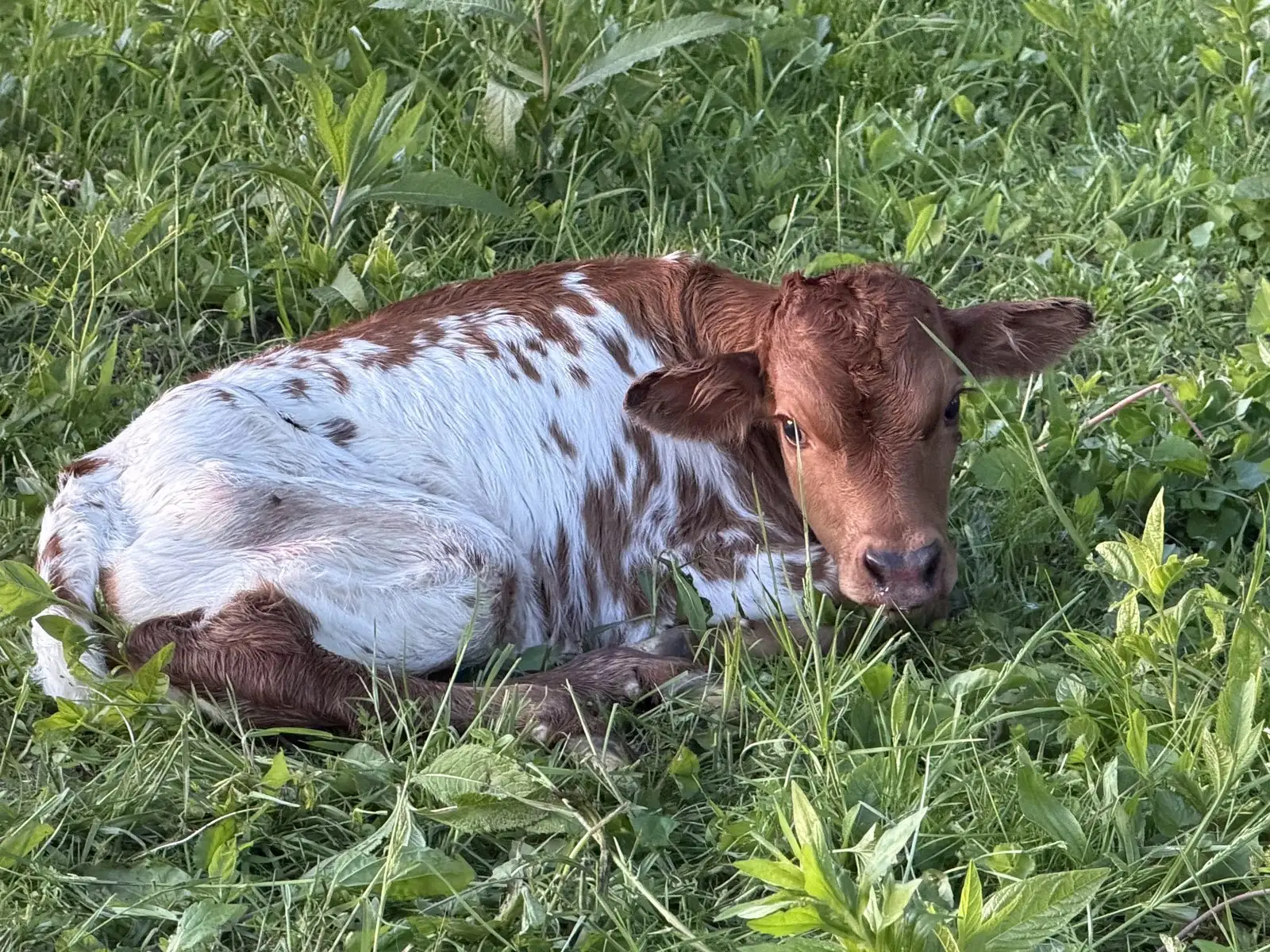 Cherry's 2026 bull calf, a red-and-white Texas Longhorn calf at Fun-EE Farm