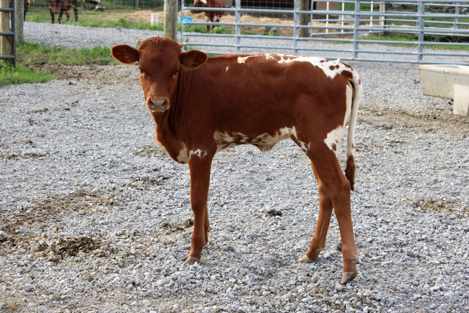 Lucy's 2026 heifer calf, a red Texas Longhorn calf with white markings, at Fun-EE Farm