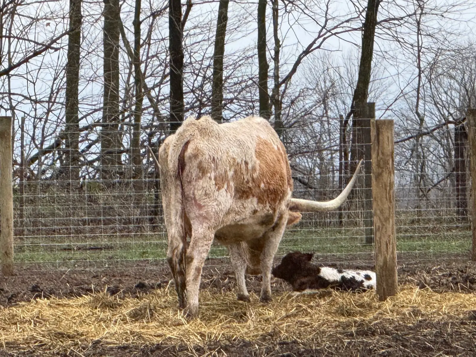 Calves We've Raised at Fun-EE Farm Longhorns