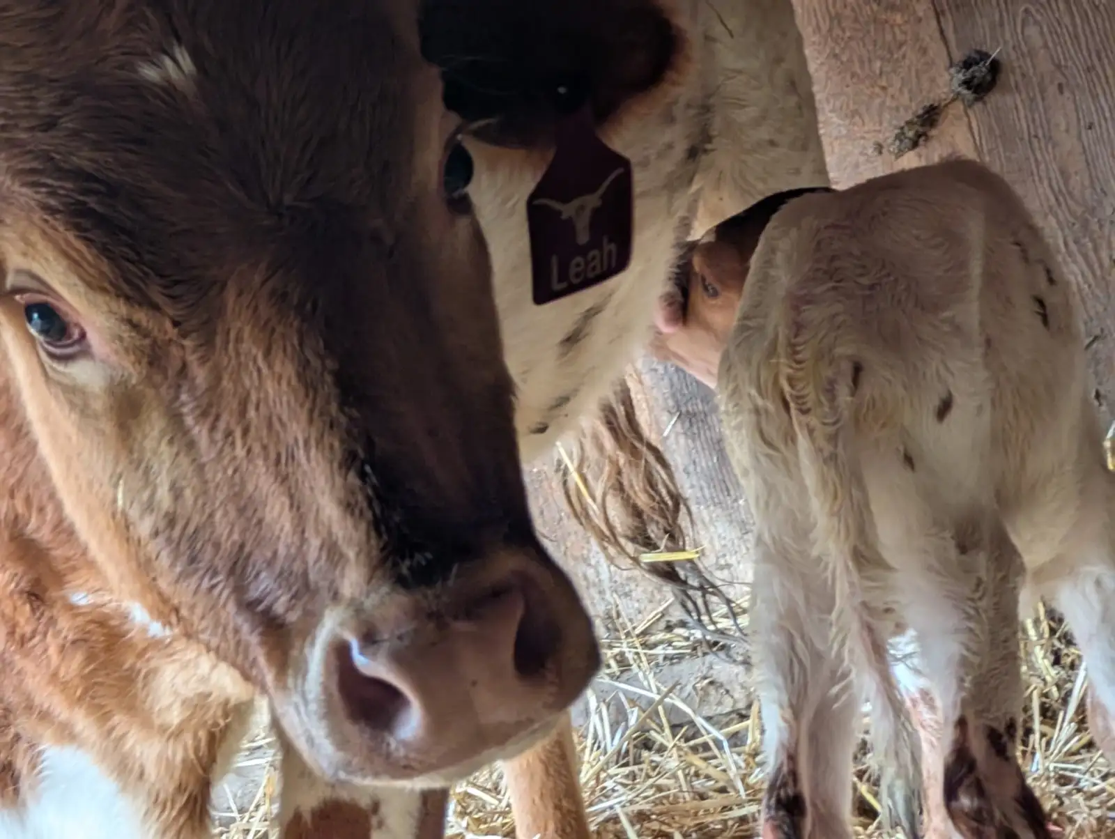 Calves We've Raised at Fun-EE Farm Longhorns