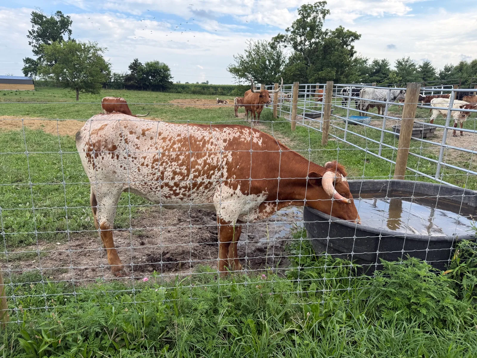 TT Annie Tuff, a red-and-white brindle Texas Longhorn heifer at Fun-EE Farm