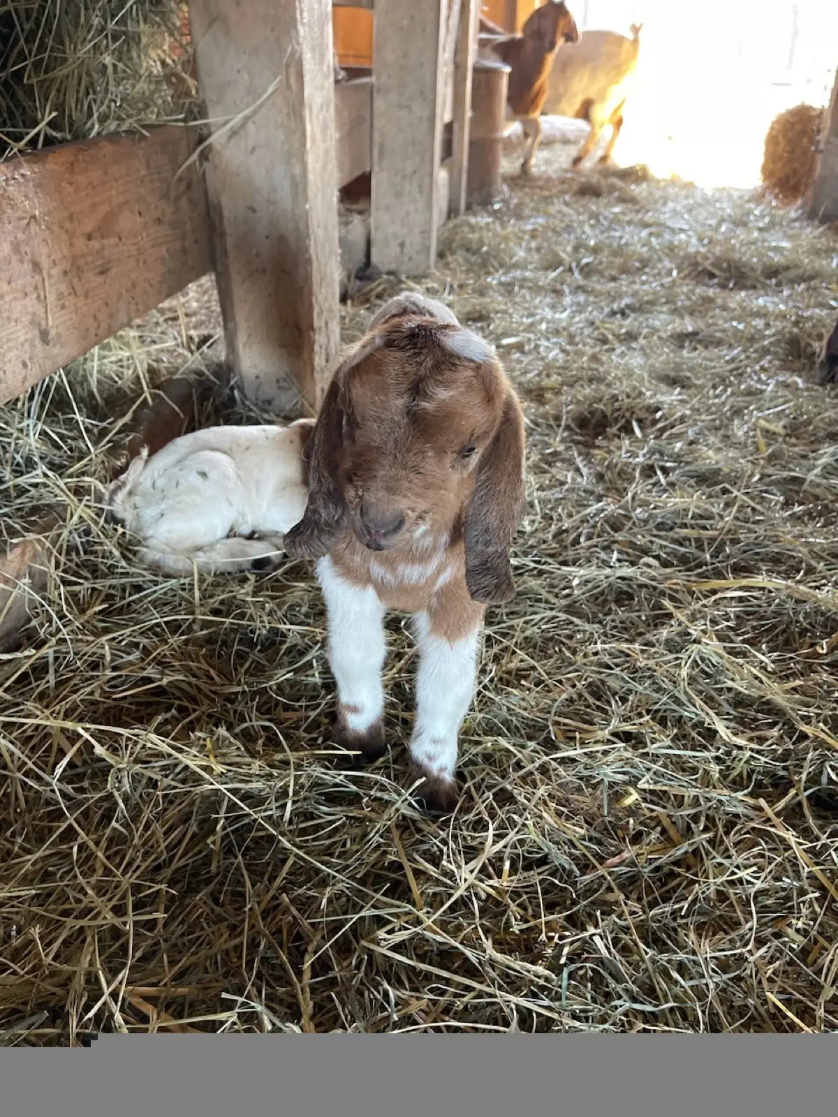 The Goats at Fun-EE Farm Longhorns