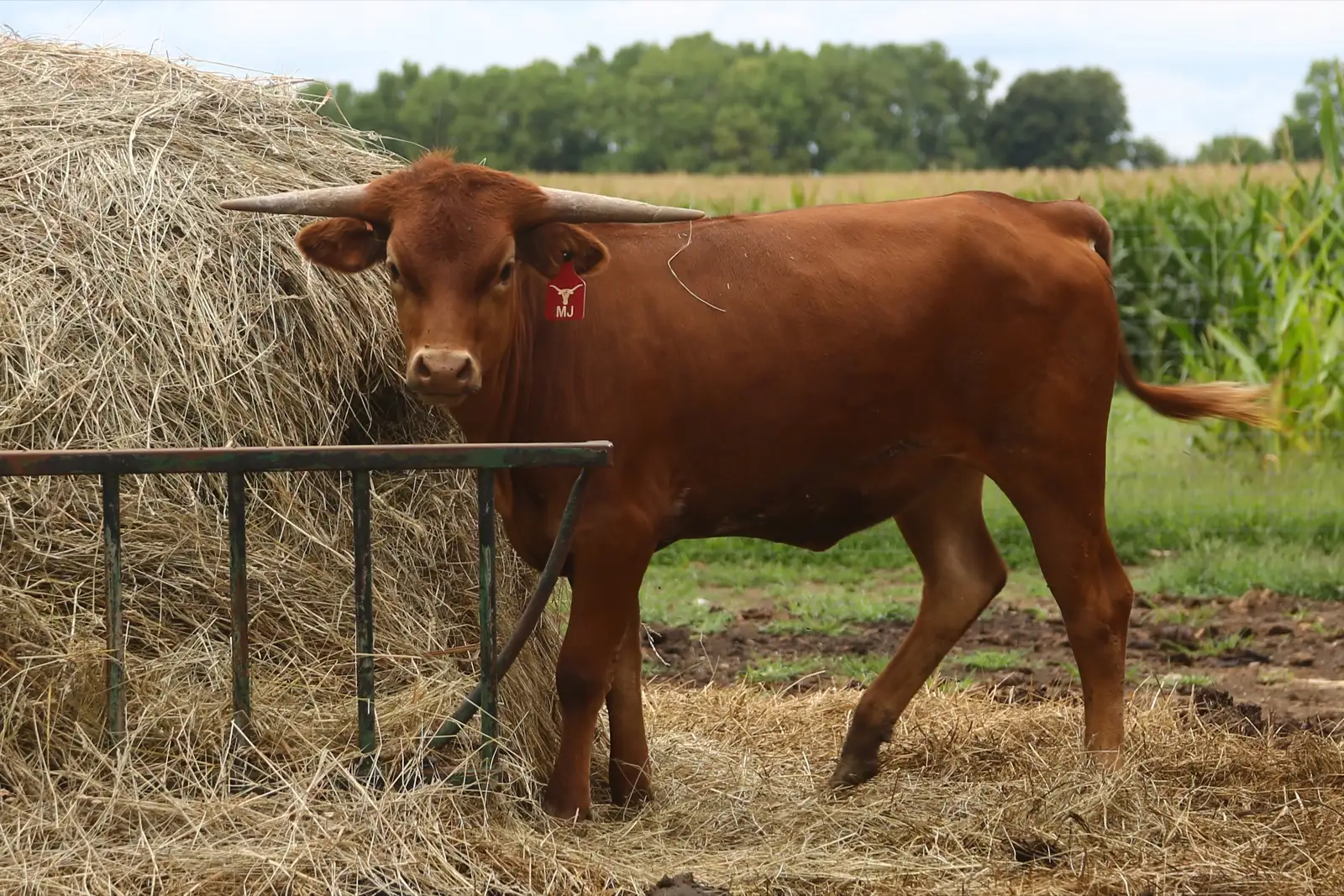 Calves We've Raised at Fun-EE Farm Longhorns