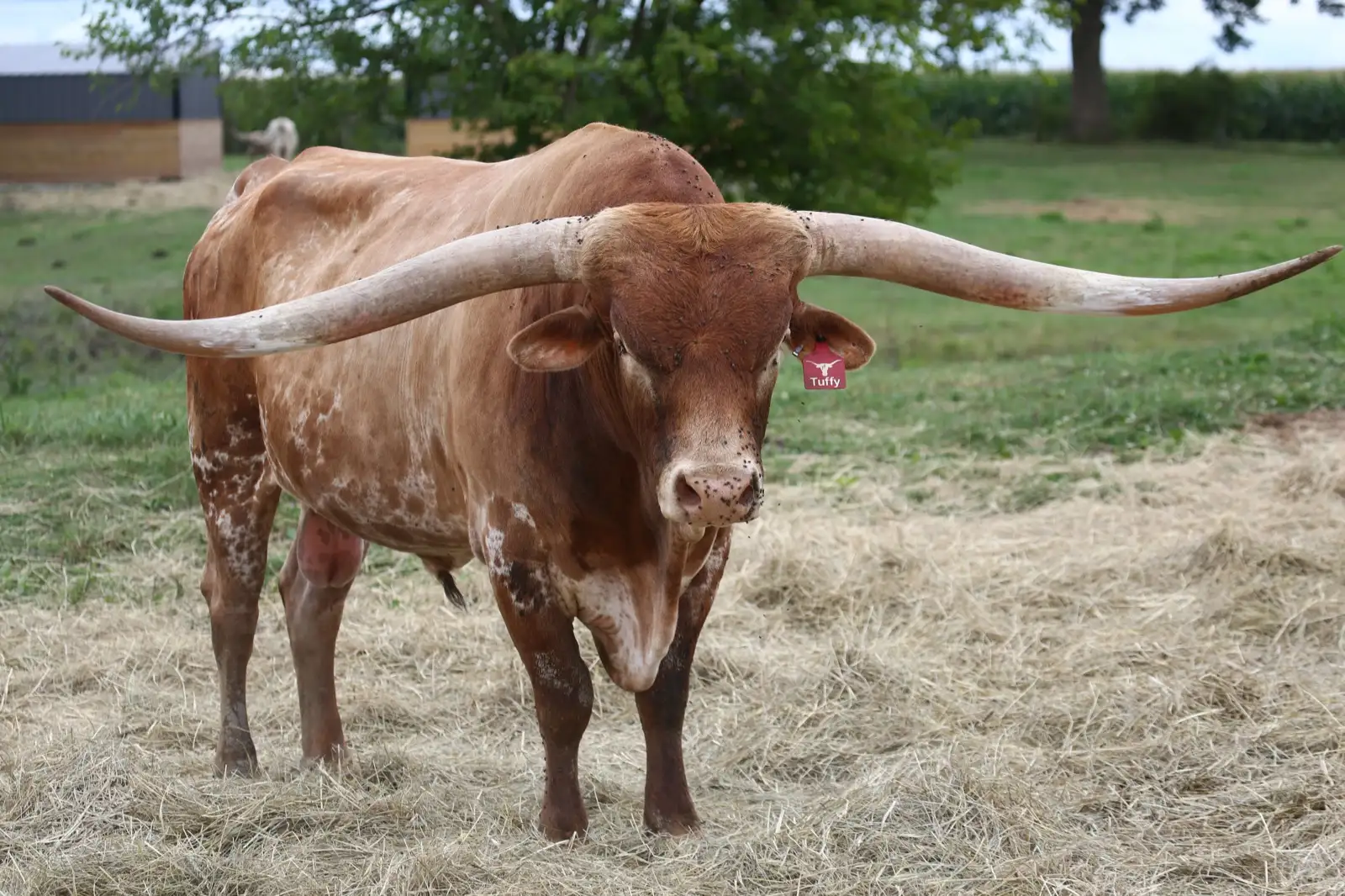 Jest Hangin' Tuff (Tuffy), a brindle Texas Longhorn herd sire at Fun-EE Farm
