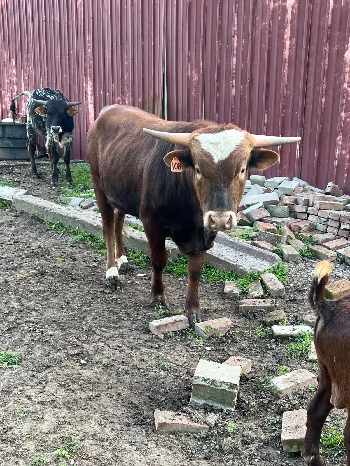 Calves We've Raised at Fun-EE Farm Longhorns