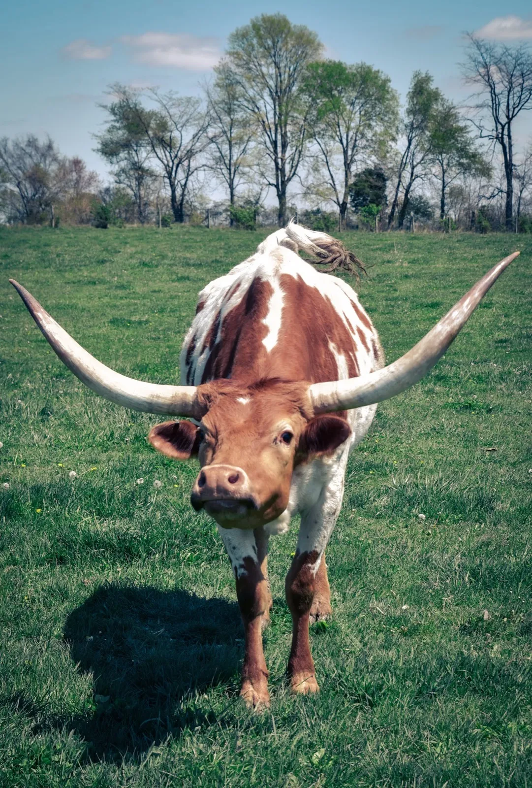 OHL Dot Two, a light brown-and-white Texas Longhorn cow with wide horns at Fun-EE Farm