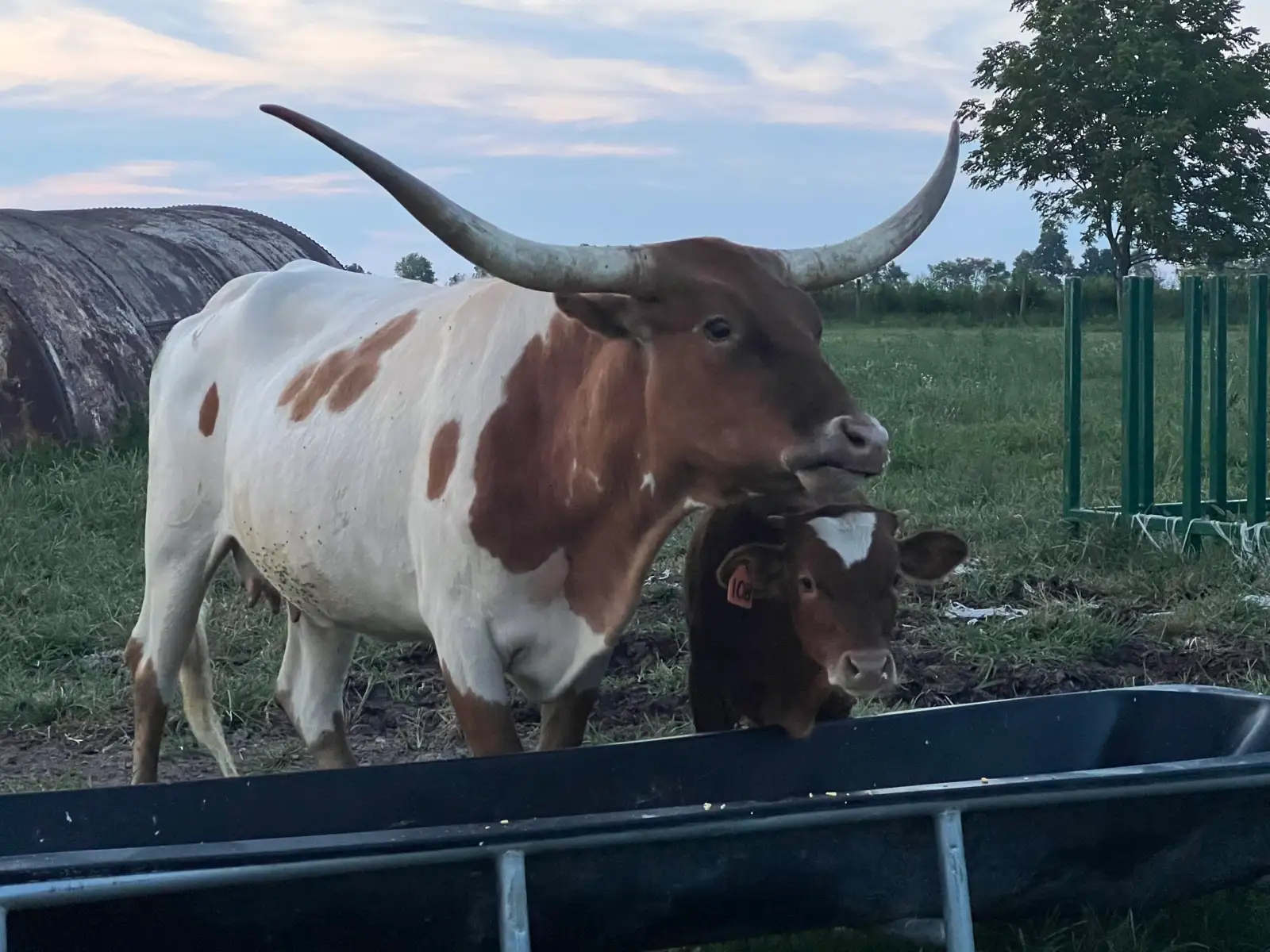 Calves We've Raised at Fun-EE Farm Longhorns