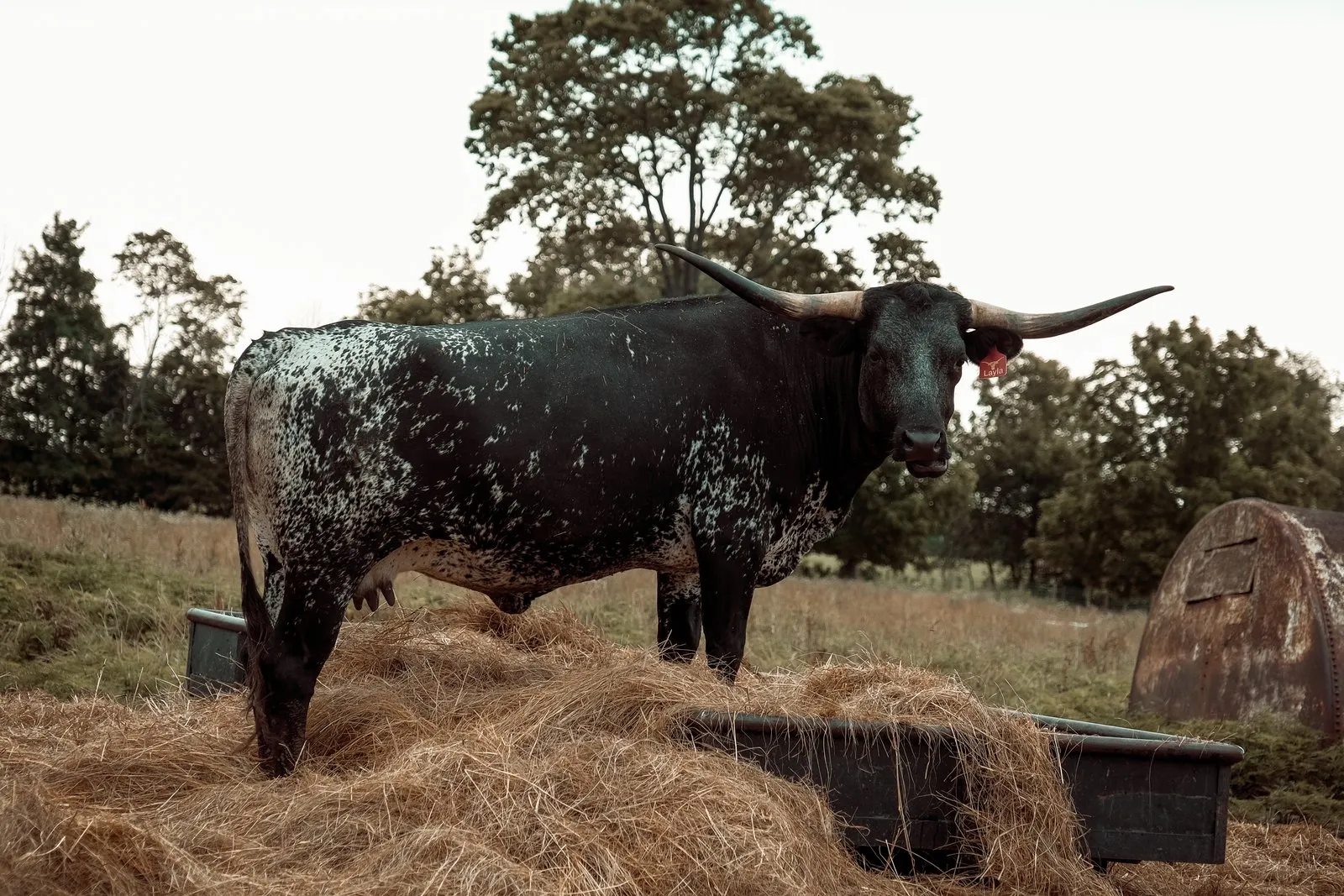 FF Promiseland Layla, a black-and-white brindle Texas Longhorn cow at Fun-EE Farm