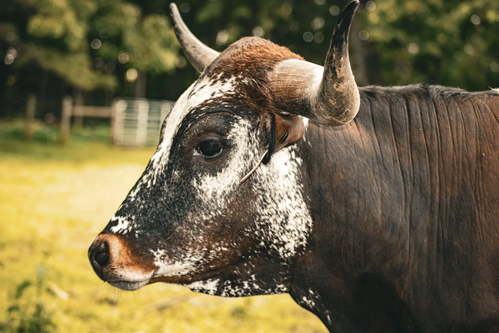 FF Stella's Grand Surprise, a red-and-white Texas Longhorn heifer at Fun-EE Farm