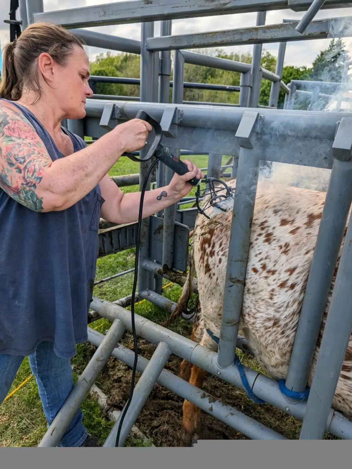 Life on the Farm at Fun-EE Farm Longhorns