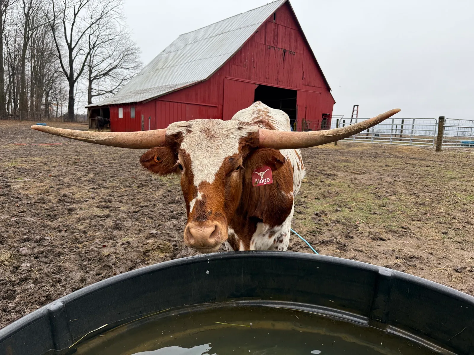 AA Mage, a red-and-white Texas Longhorn cow at Fun-EE Farm