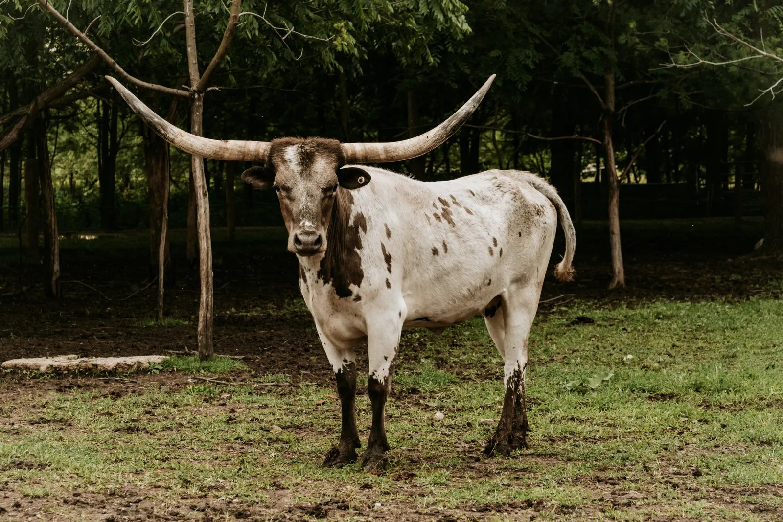 BSR Rocking Good Time (Aggie), a grulla-and-white Texas Longhorn cow at Fun-EE Farm