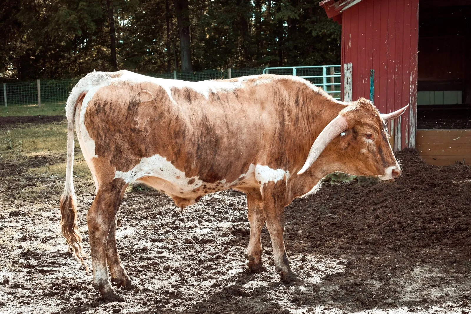 AA Jest A Legend, a brindle Texas Longhorn steer at Fun-EE Farm
