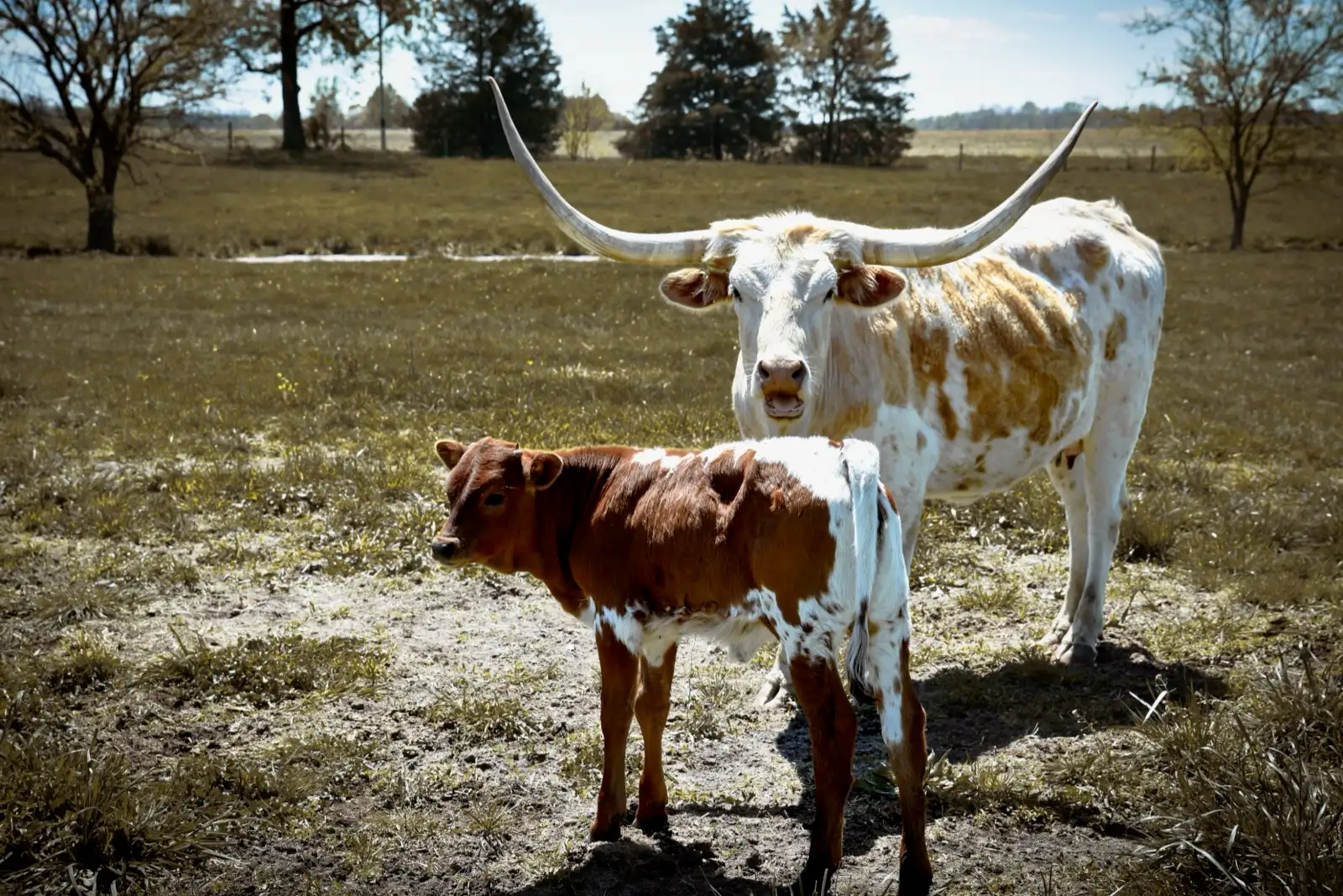 Calves We've Raised at Fun-EE Farm Longhorns