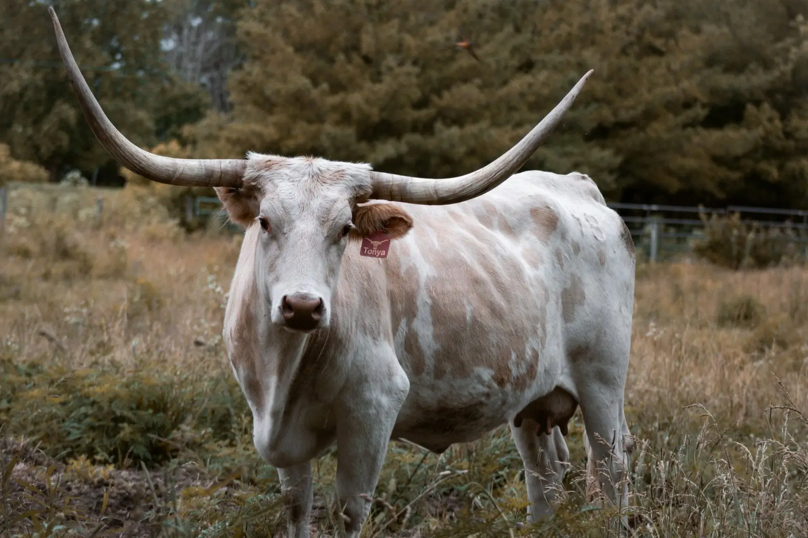 OHL Tonya, a yellow-and-white Texas Longhorn cow at Fun-EE Farm