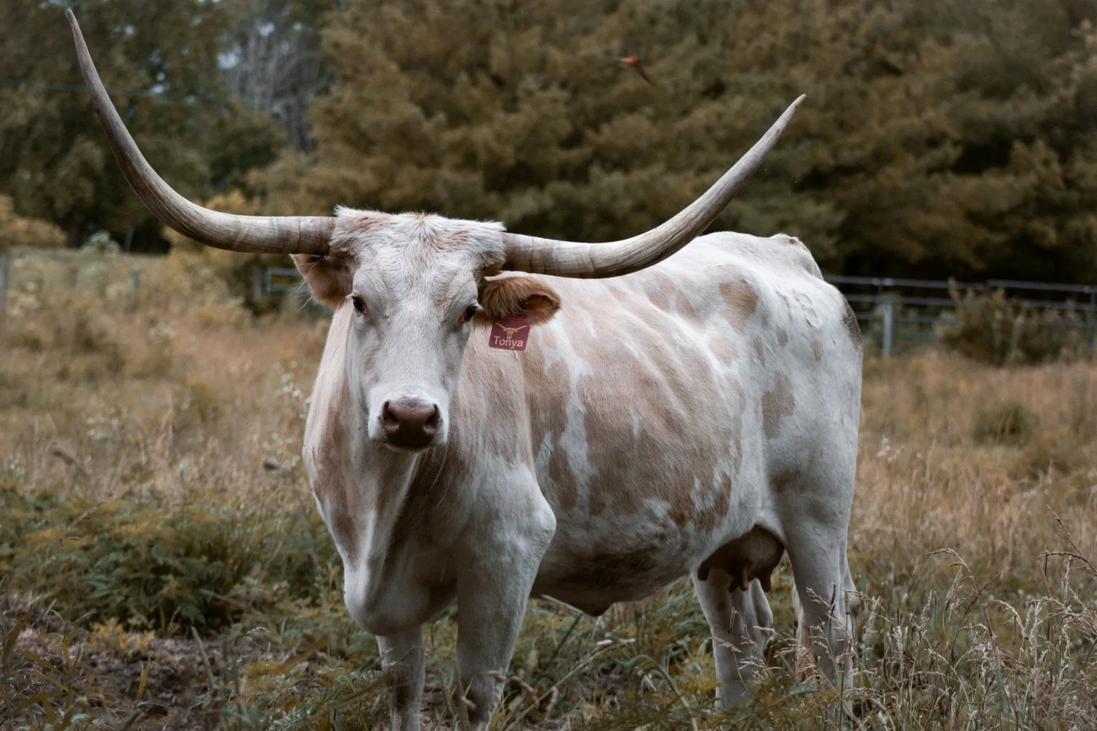 OHL Tonya, a yellow-and-white Texas Longhorn cow at Fun-EE Farm