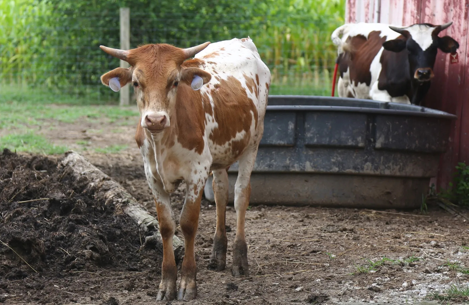 M.C. Joyful, a red-and-white spotted Texas Longhorn heifer at Fun-EE Farm