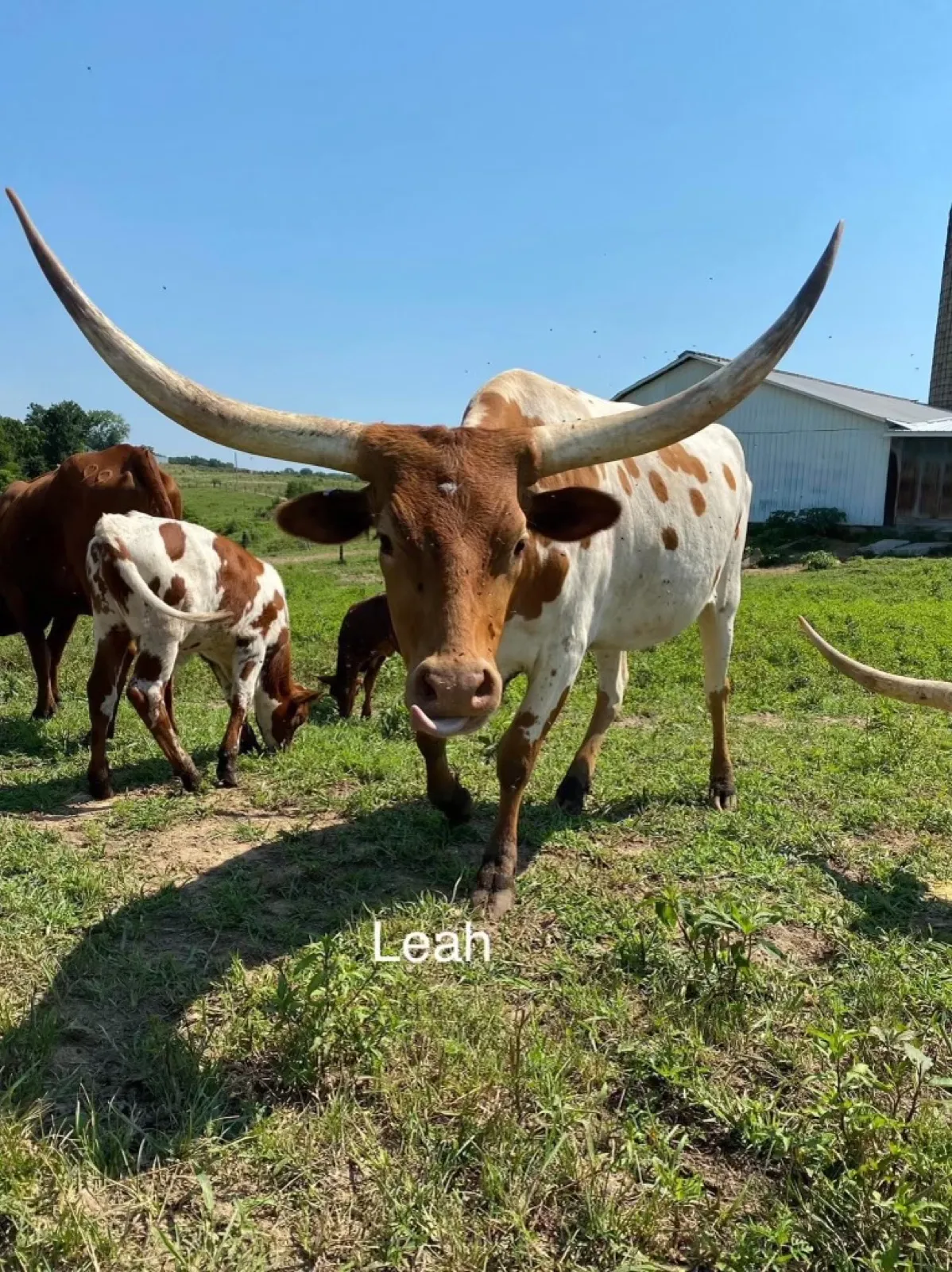 OHL Leah's Chex, a red-and-white Texas Longhorn cow at Fun-EE Farm