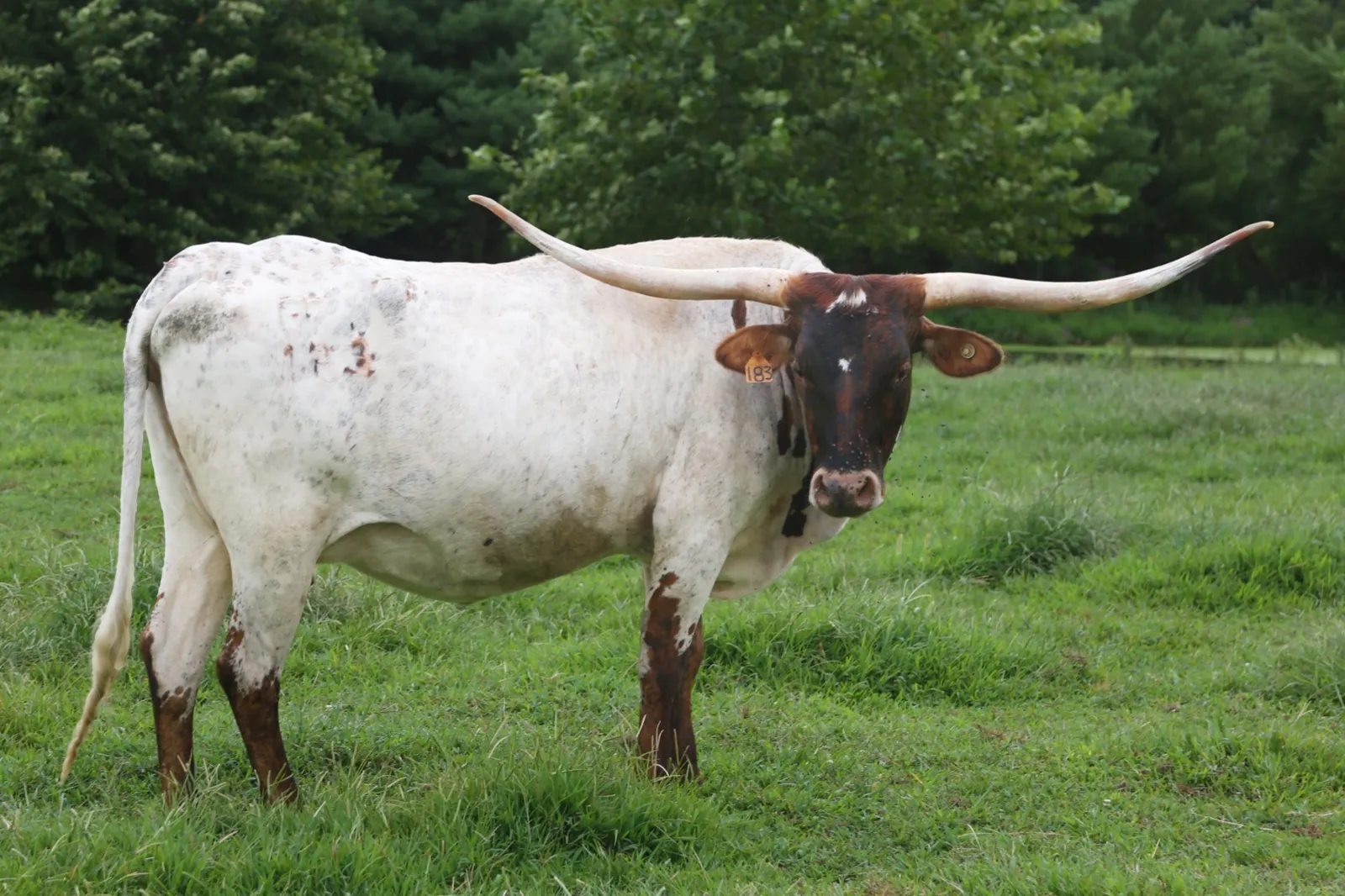 FUF Libby's Chex, a white-and-brindle Texas Longhorn cow at Fun-EE Farm
