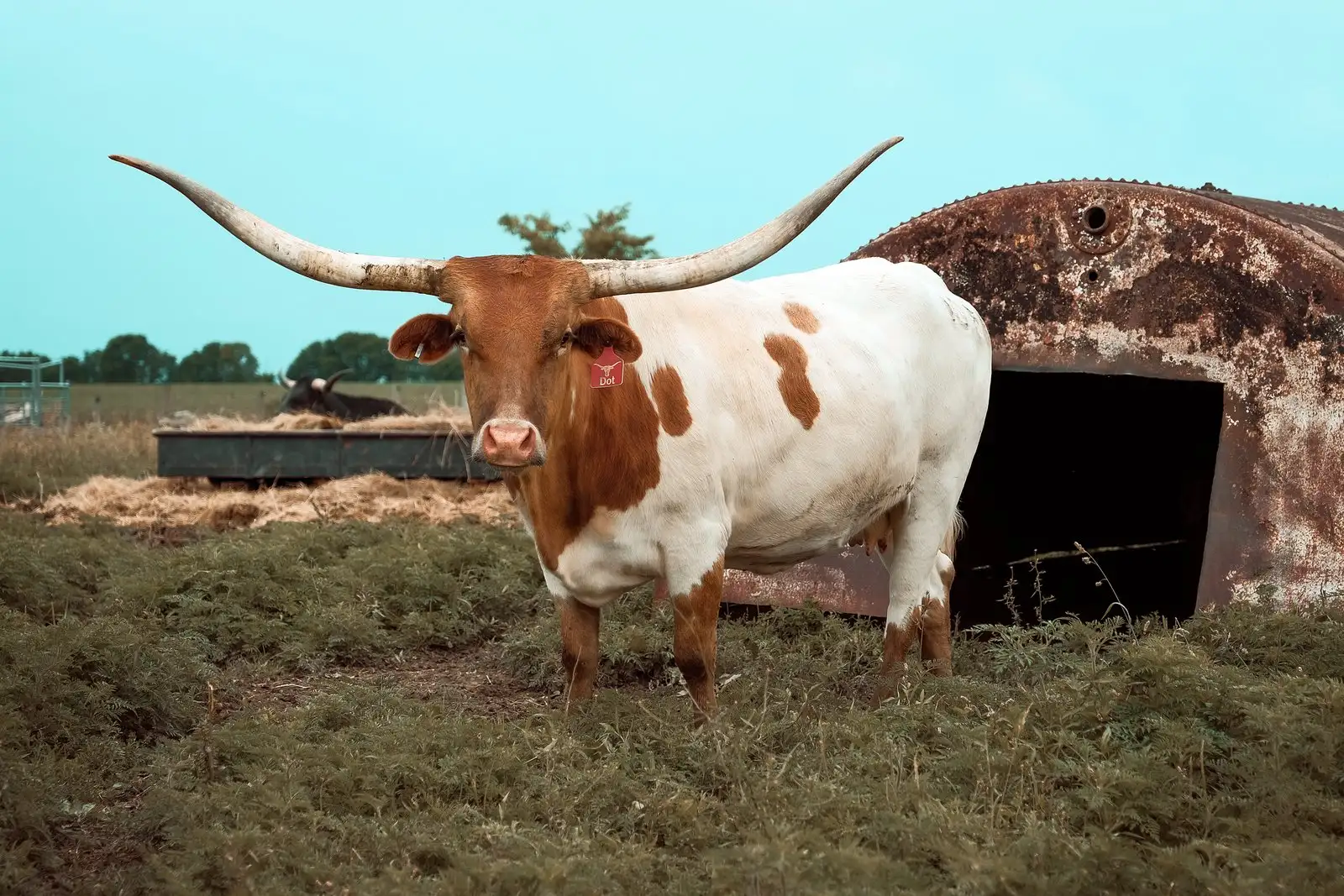 OHL Dot Two, a light brown-and-white Texas Longhorn cow with wide horns at Fun-EE Farm