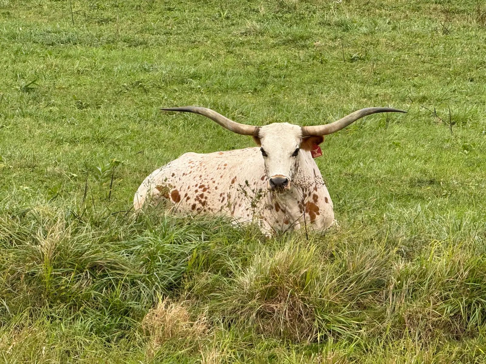 Calves We've Raised at Fun-EE Farm Longhorns