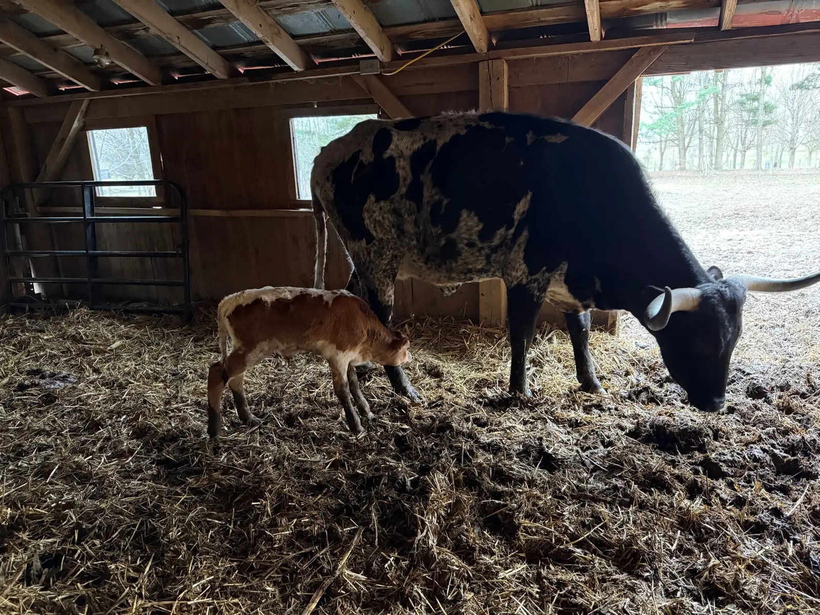 Calves We've Raised at Fun-EE Farm Longhorns
