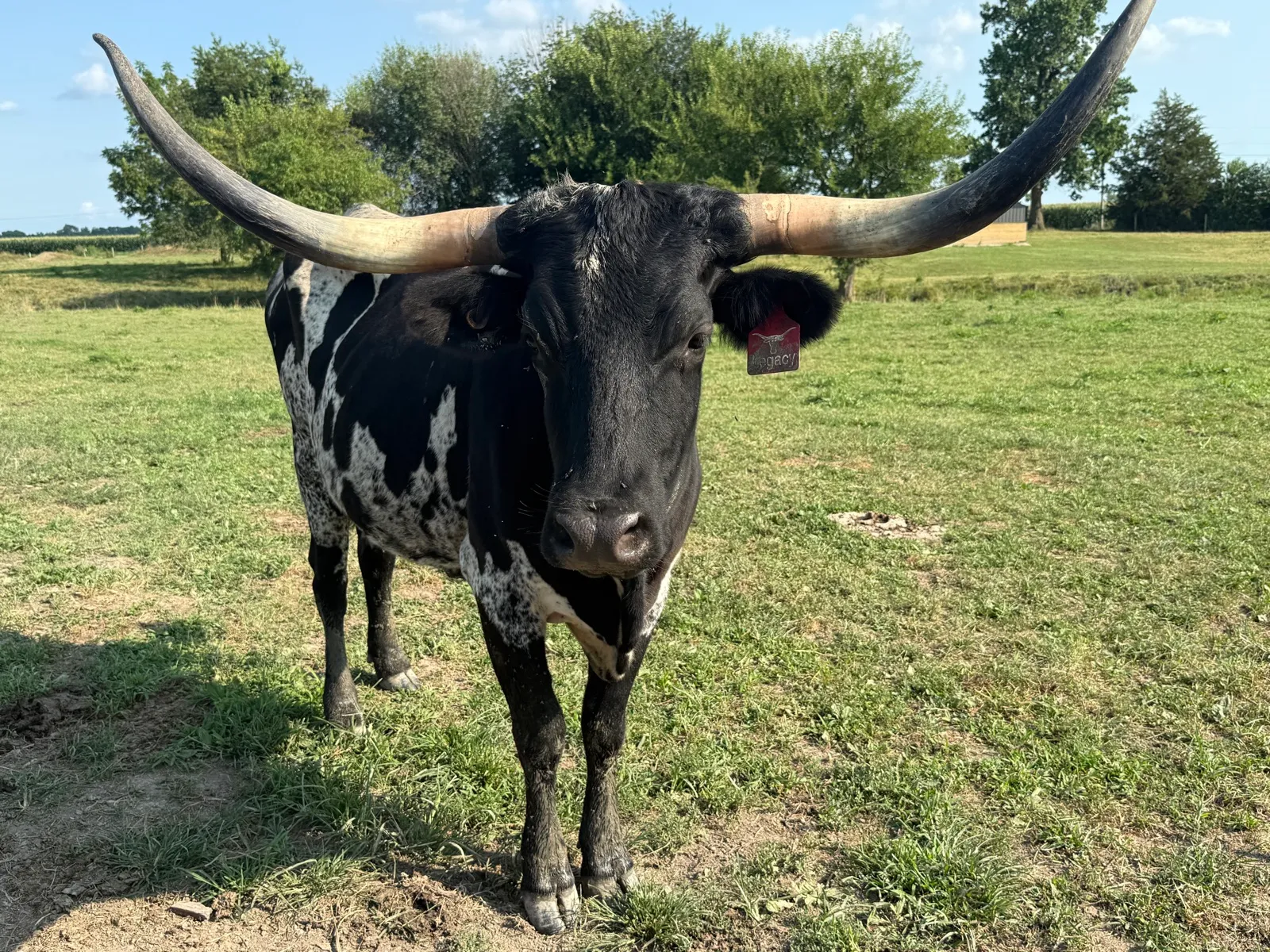 AA Wow's Brews Legacy, a black-and-white Texas Longhorn cow at Fun-EE Farm