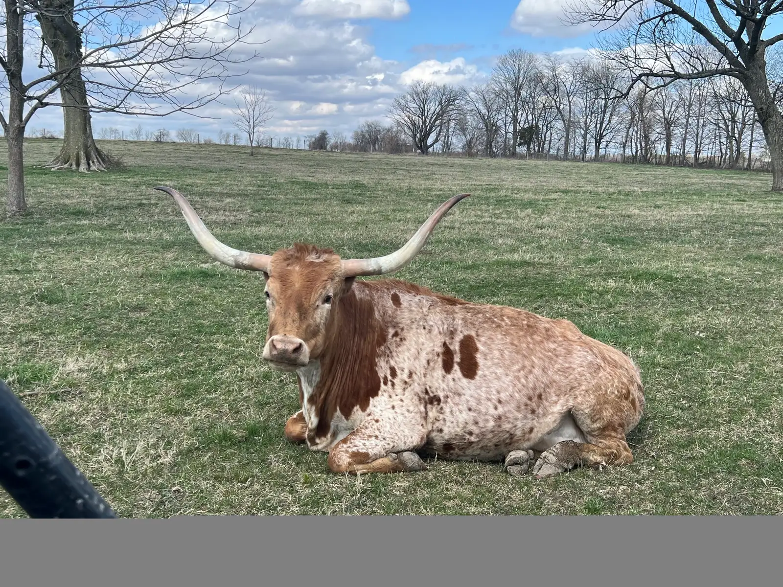 Calves We've Raised at Fun-EE Farm Longhorns