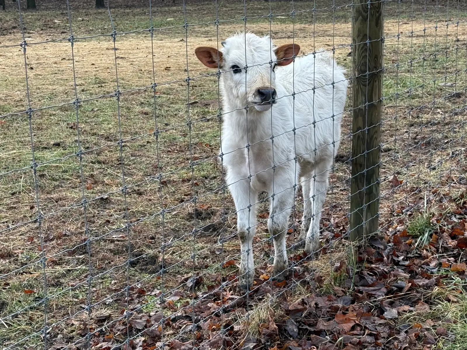 Calves We've Raised at Fun-EE Farm Longhorns