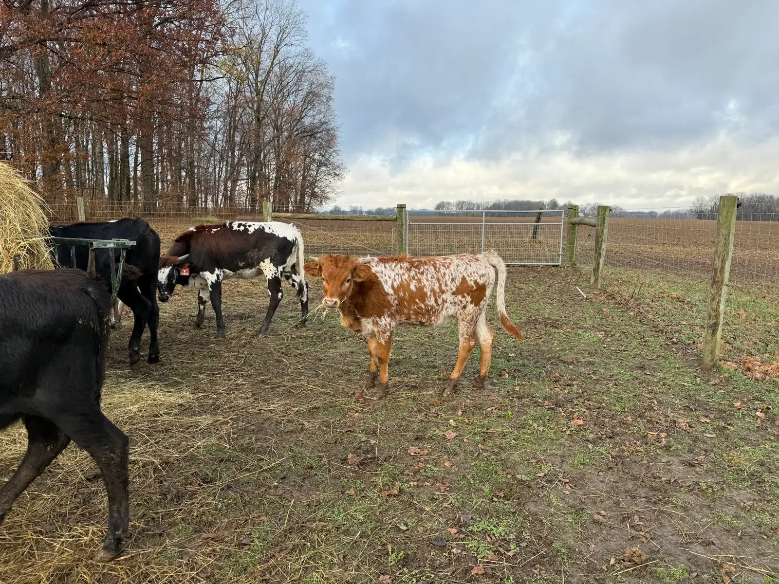 Life on the Farm at Fun-EE Farm Longhorns