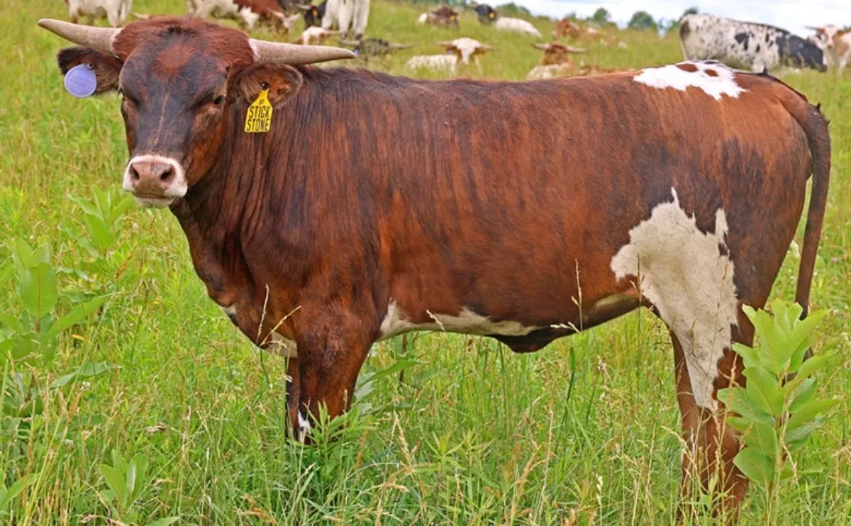 Sticky Stone, a brindle Texas Longhorn heifer with white patches, standing in tall grass at Dickinson Cattle Company