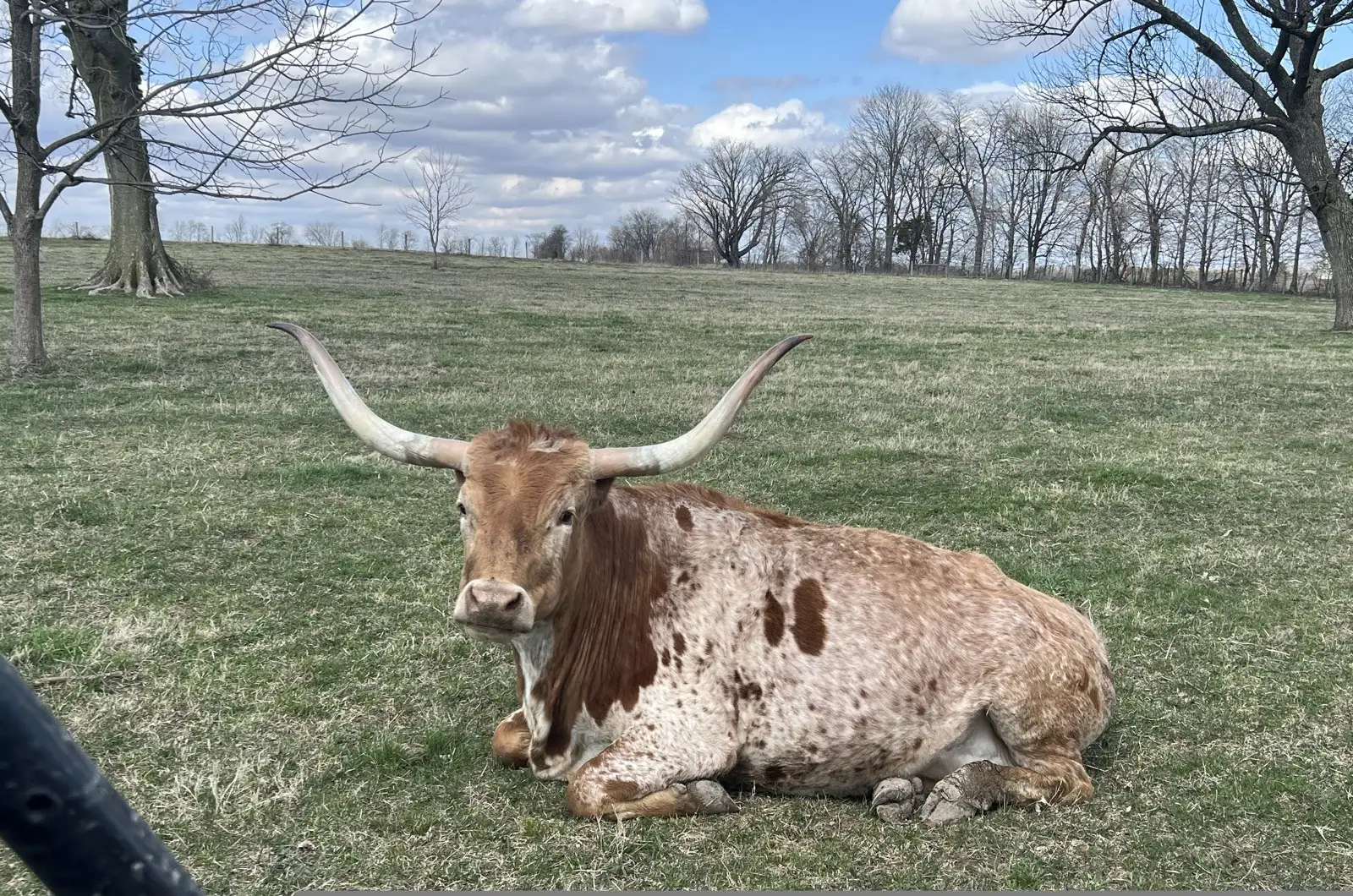 Calves We've Raised at Fun-EE Farm Longhorns