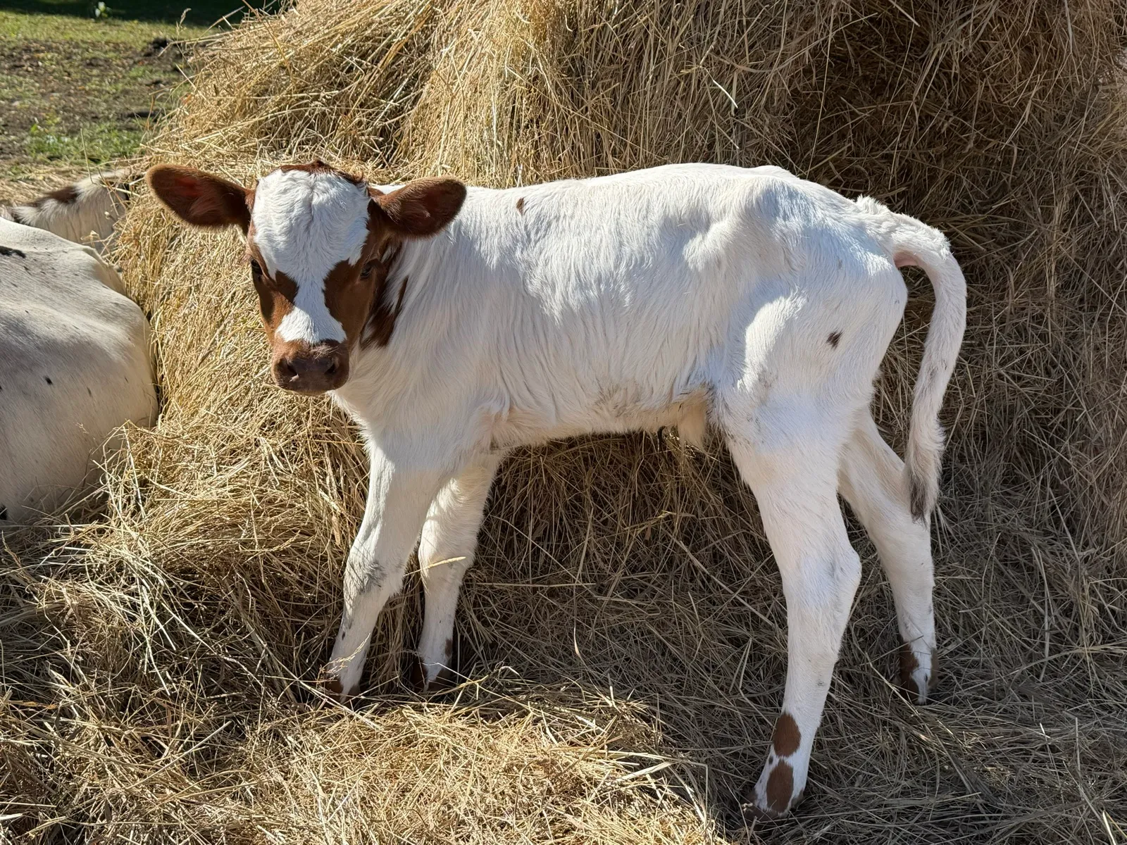 Chief, a white Texas Longhorn bull calf with red ears and red markings around his eyes, standing against a hay bale at Fun-EE Farm