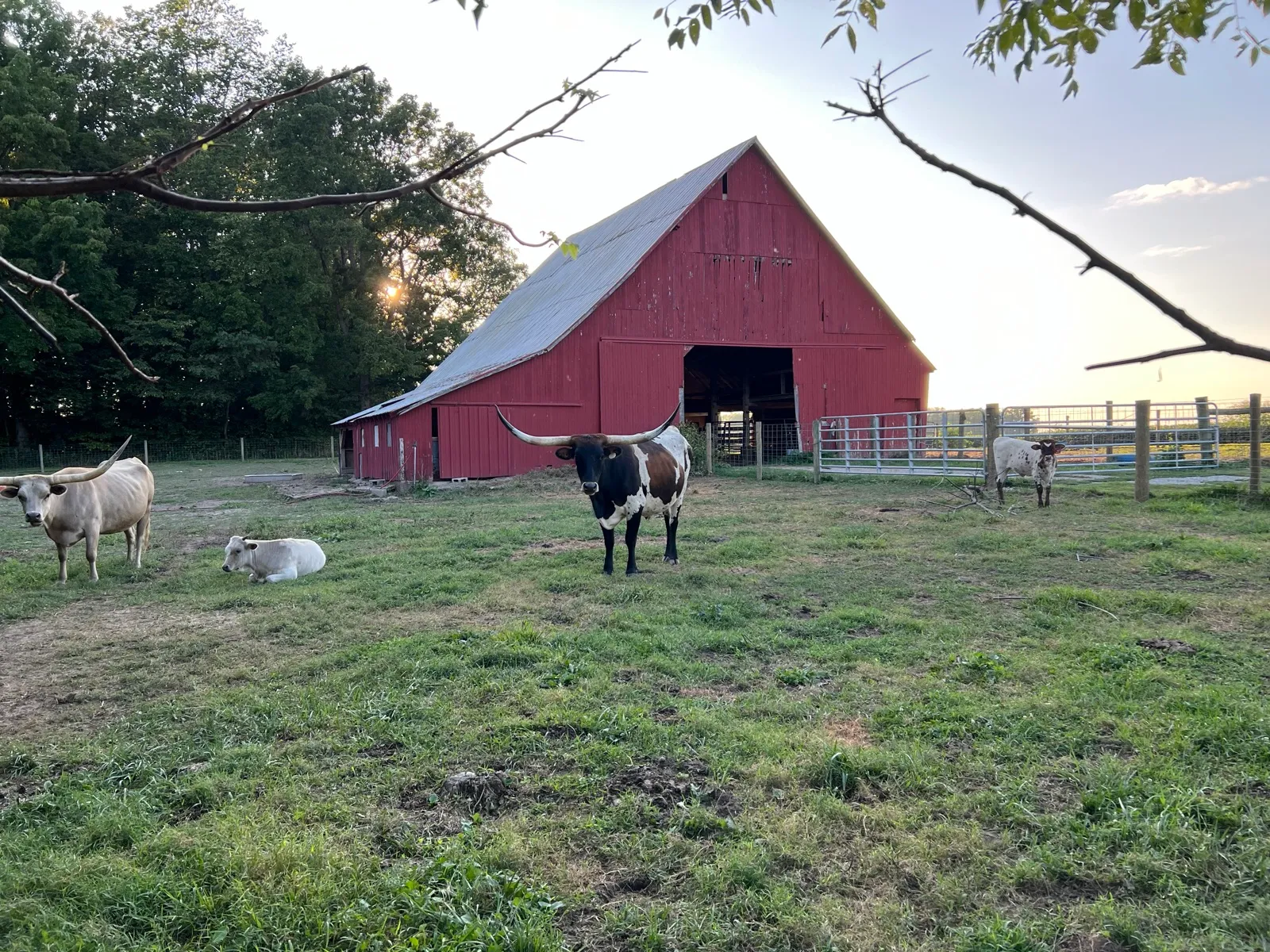 AA Wow's Fancy Free, a tri-colored Texas Longhorn cow at Fun-EE Farm