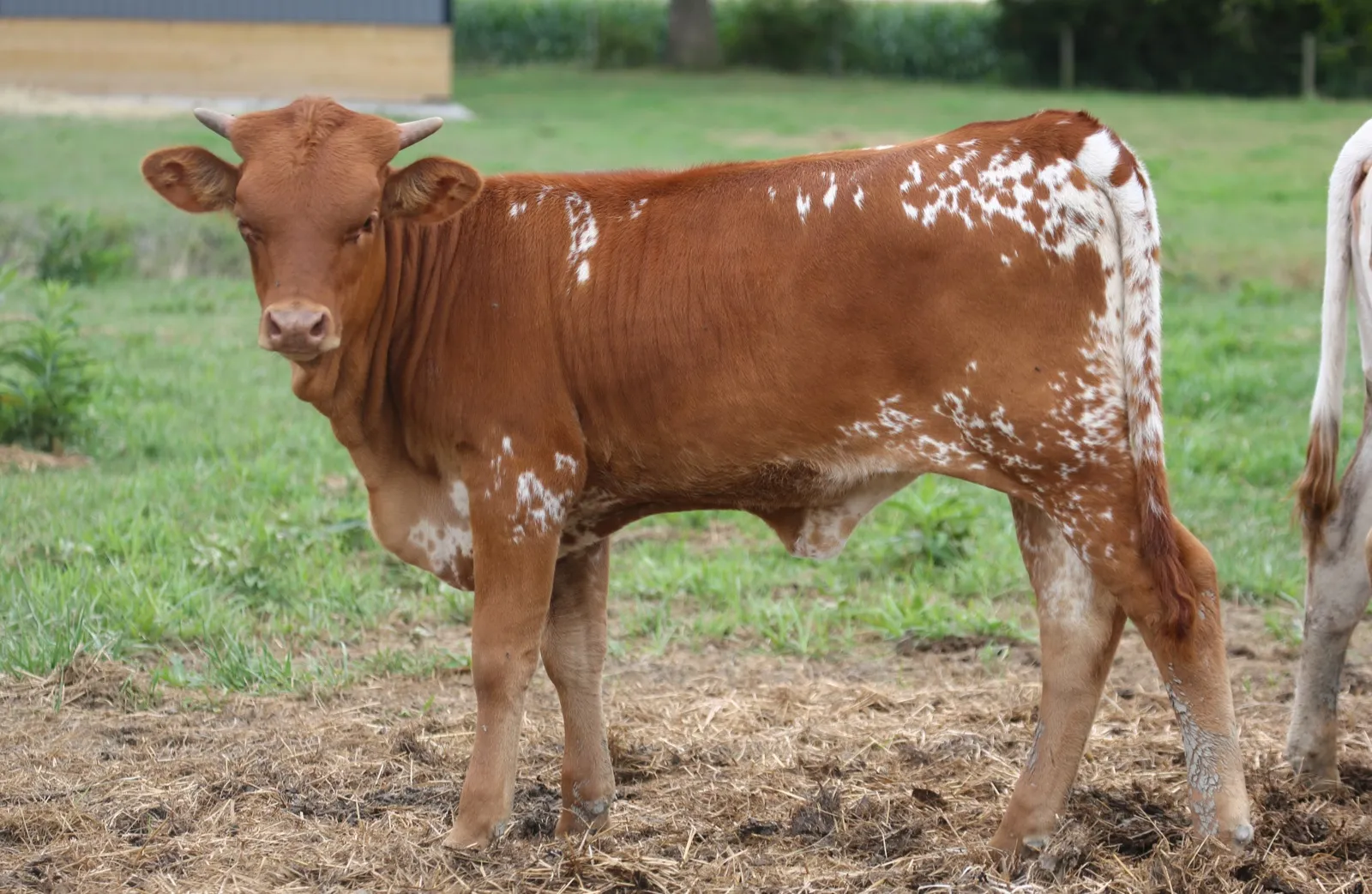 Hagens Brenda, a red Texas Longhorn cow with white-spotted hips at Fun-EE Farm