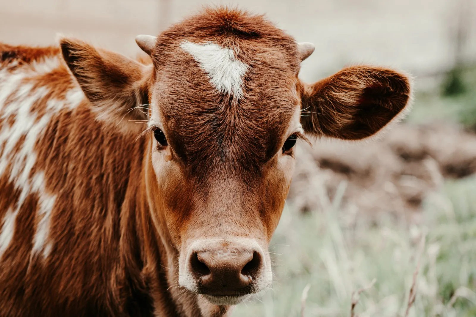 Lumi, a red roan Texas Longhorn heifer calf at Fun-EE Farm