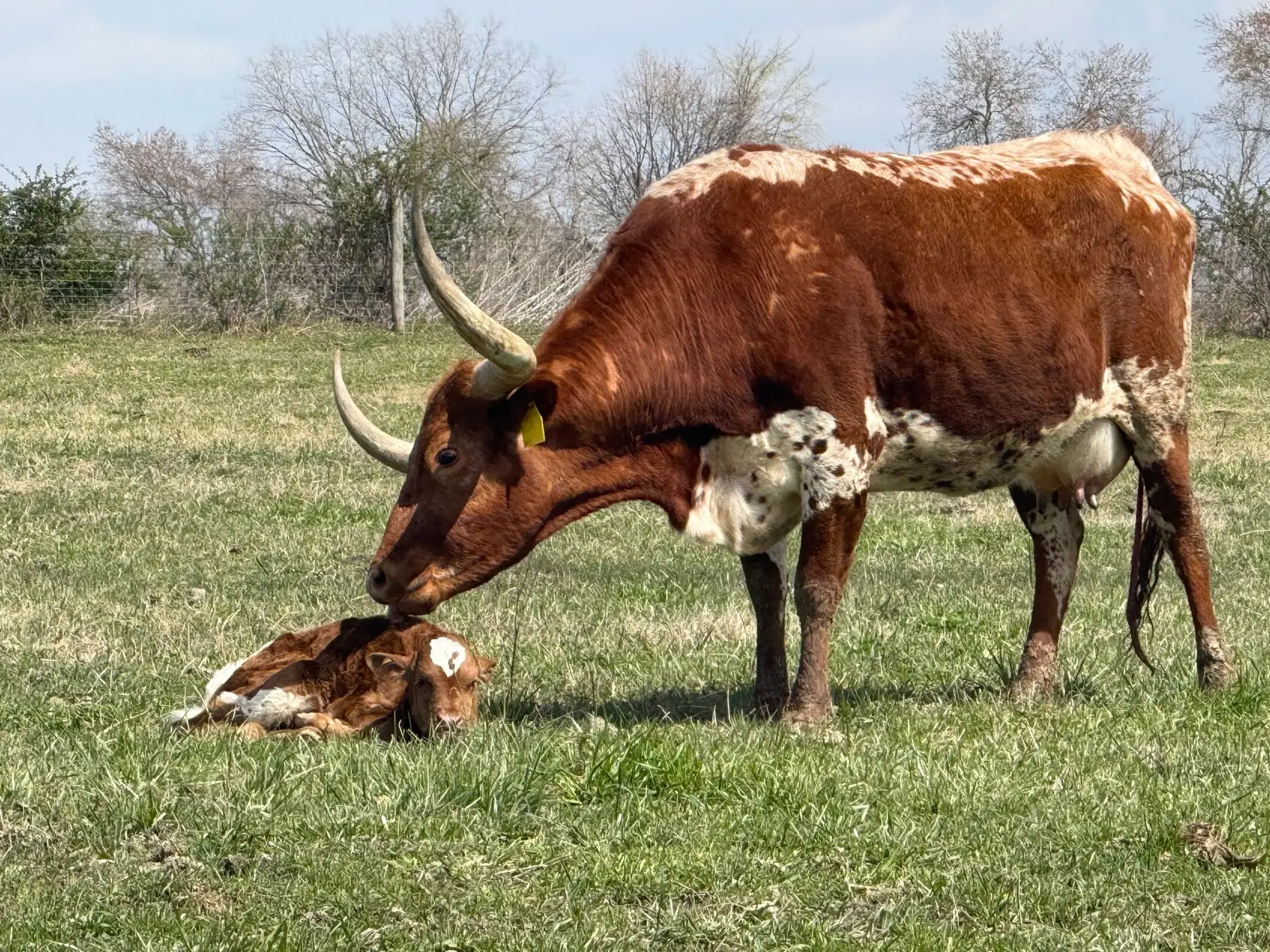 Calves We've Raised at Fun-EE Farm Longhorns