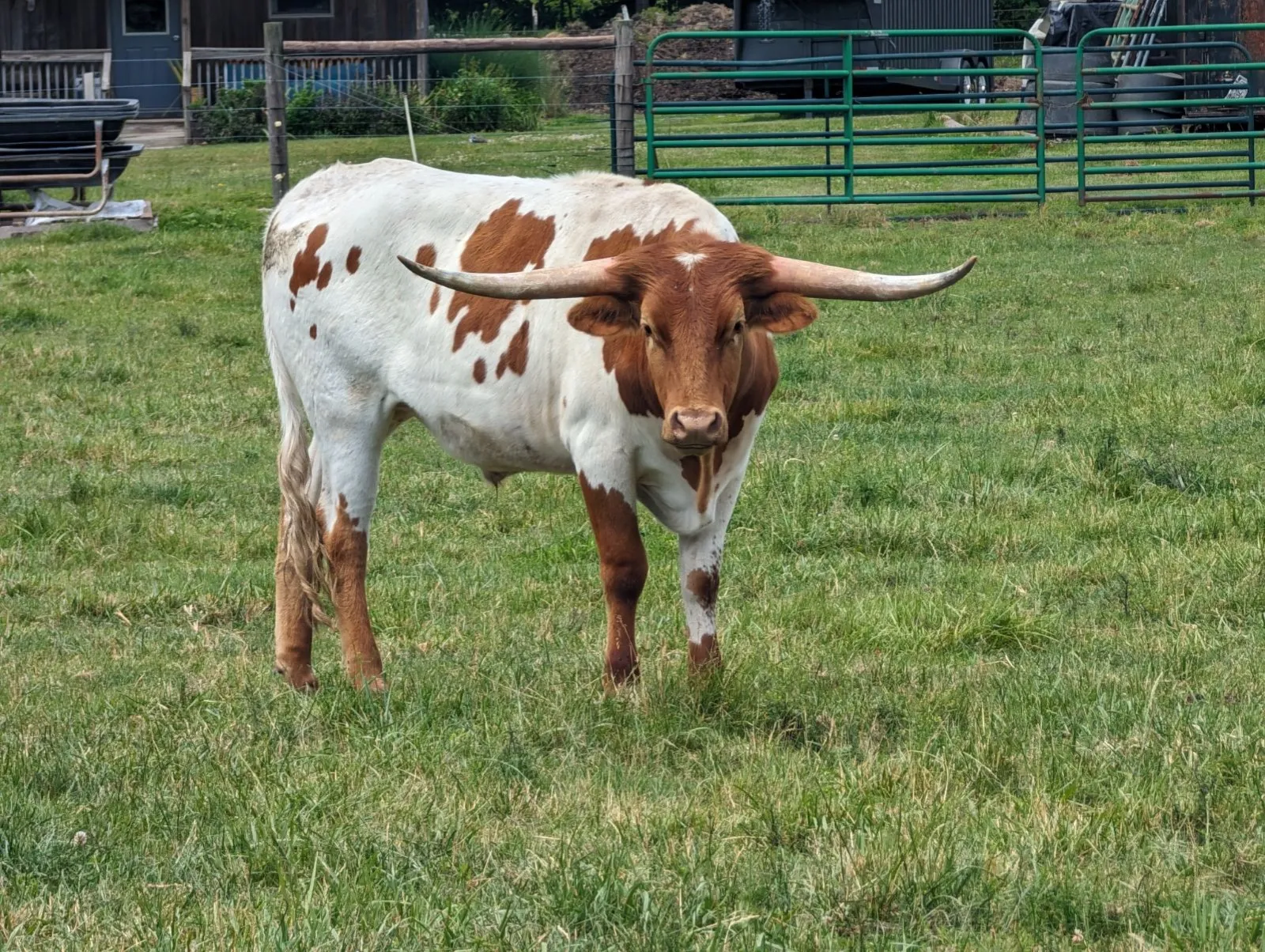 AA Wow's Emma Lee, a red-and-white Texas Longhorn cow at Fun-EE Farm