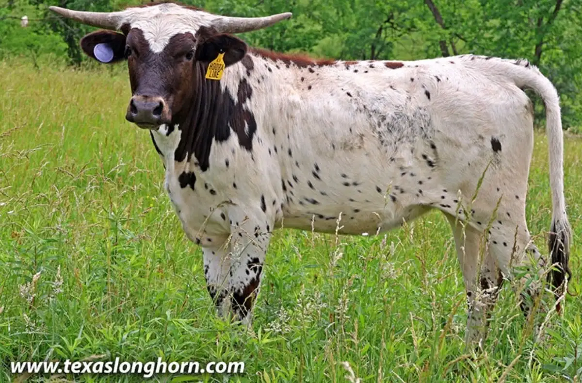 Hooray Line, a white Texas Longhorn heifer with a dark head and dark speckling, standing in tall grass at Dickinson Cattle Company