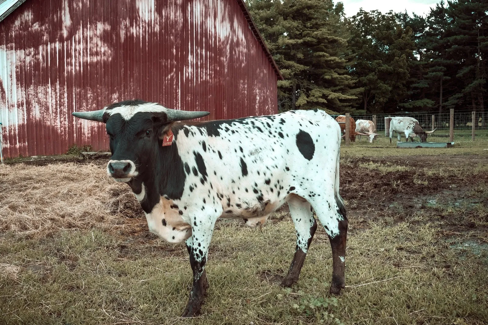 Crazy Horse (TuffNFancy Prairie Ghost), a black-and-white Texas Longhorn yearling bull at Fun-EE Farm