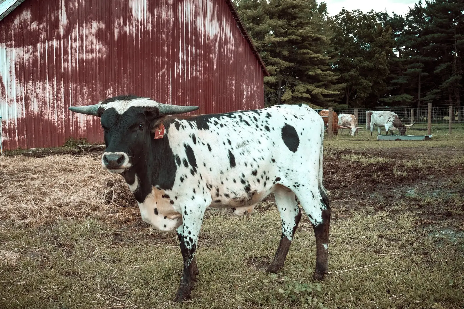 Crazy Horse (TuffNFancy Prairie Ghost), a black-and-white Texas Longhorn yearling bull at Fun-EE Farm