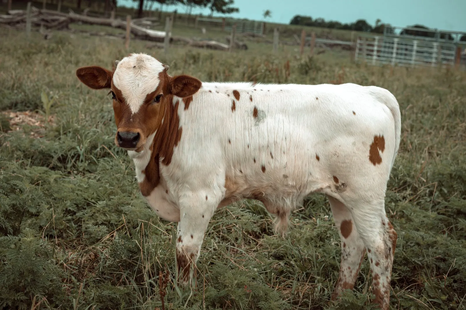 My Girl's 2026 bull calf, a red-and-white Texas Longhorn calf at Fun-EE Farm